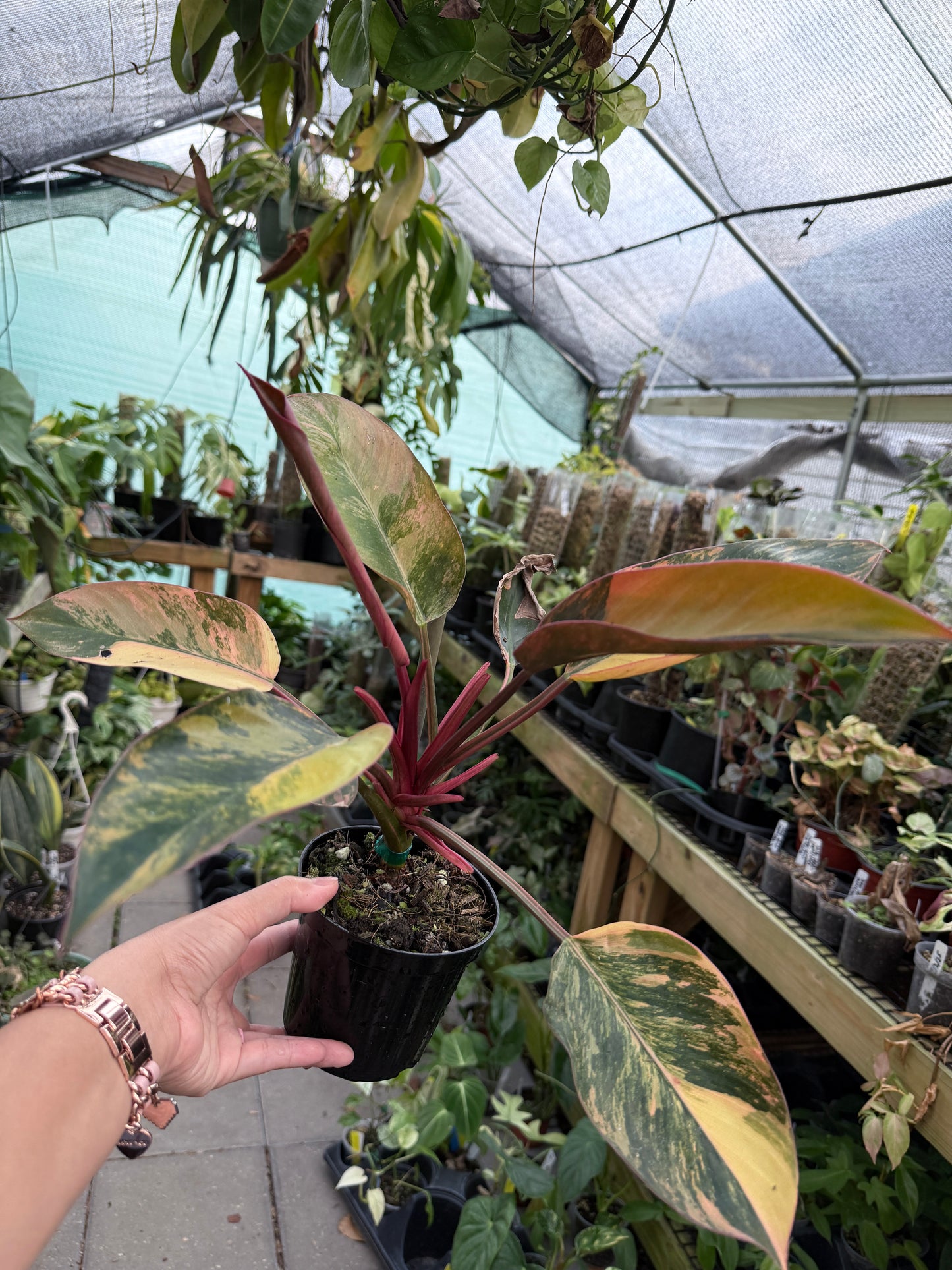 Philodendron Red Congo Variegated #2