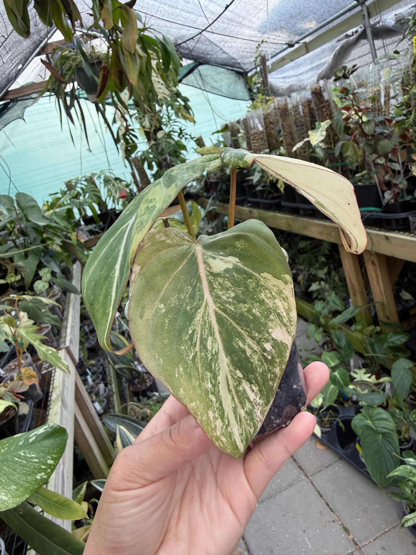 Philodendron Gloriosum Type 2 #10
