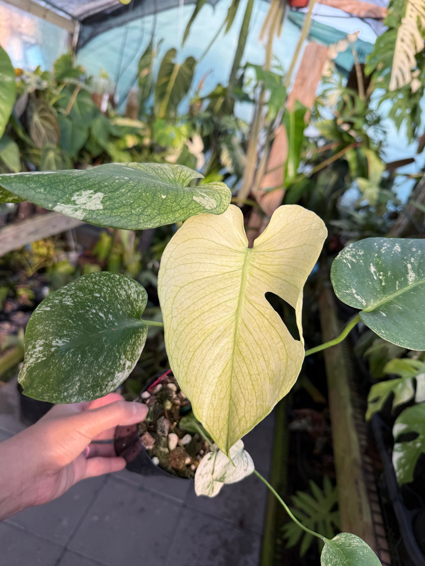 Monstera White Monster #2