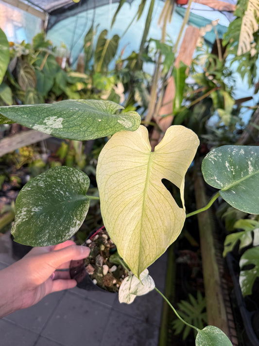 Monstera White Monster #2