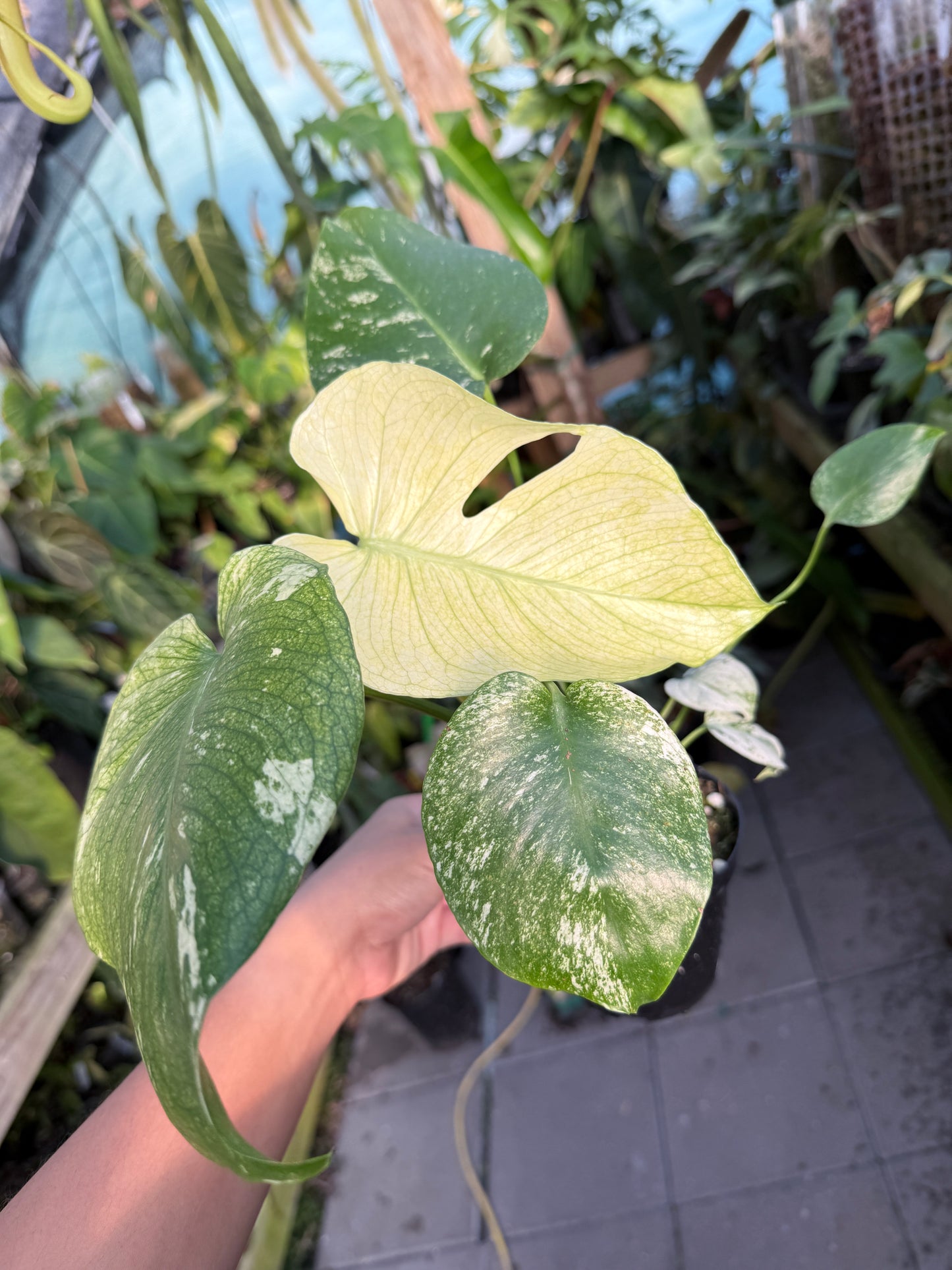 Monstera White Monster #2