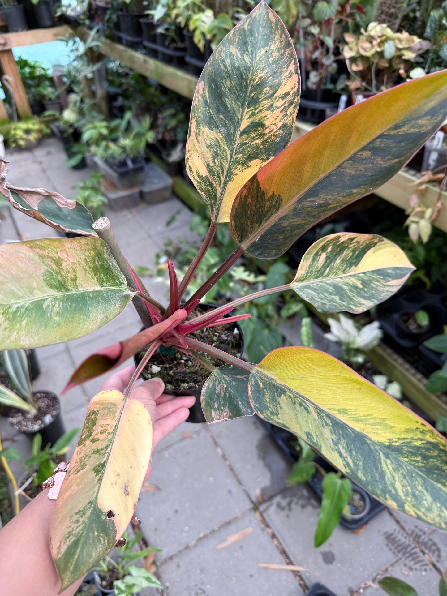 Philodendron Red Congo Variegated #2