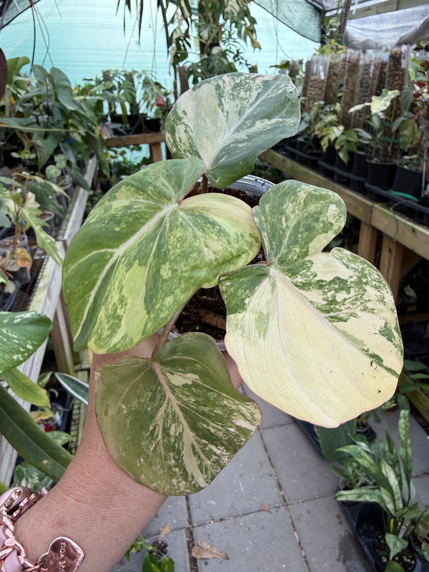 Philodendron Gloriosum Type 2 #10