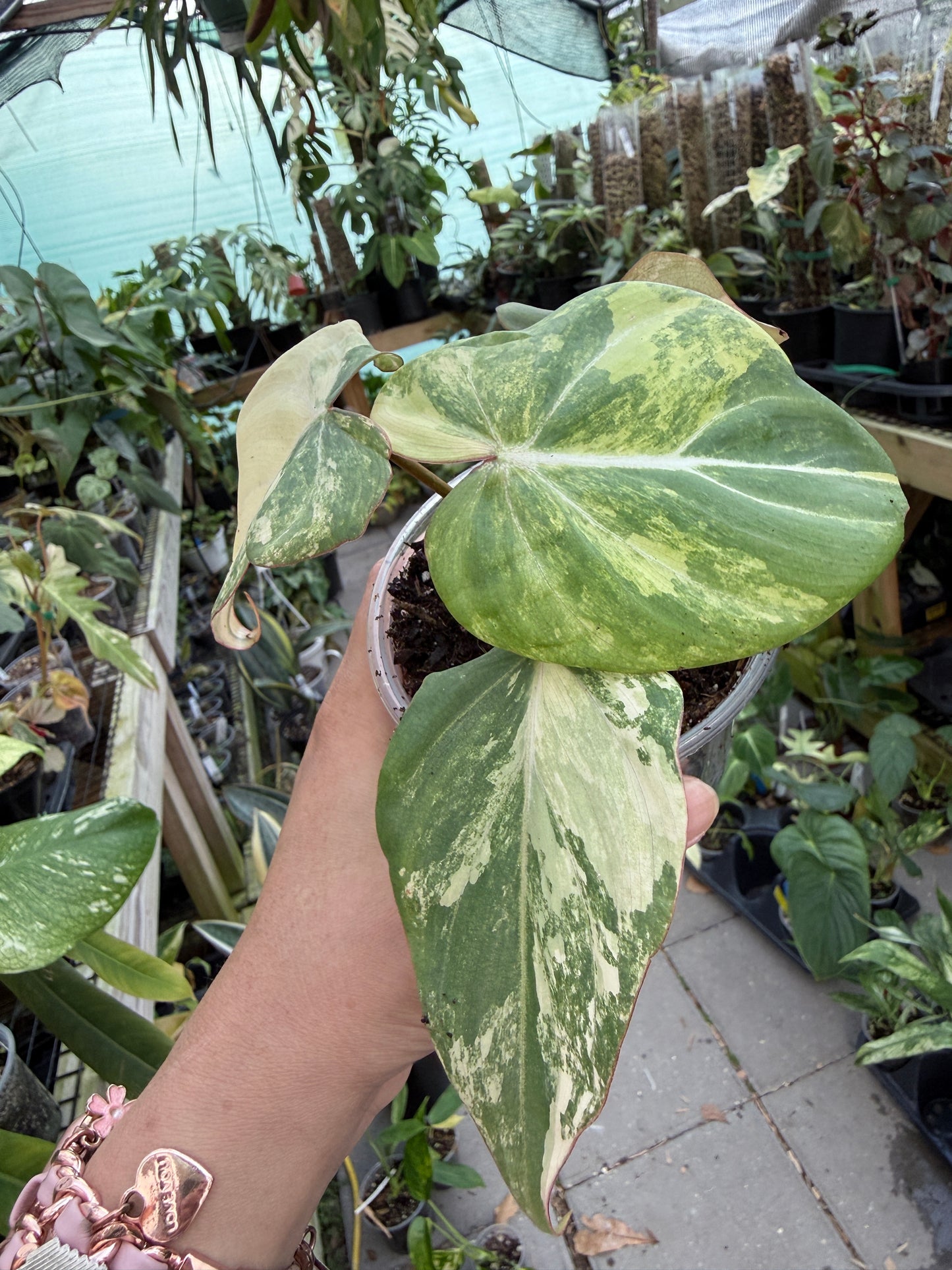 Philodendron Gloriosum Type 2 #10
