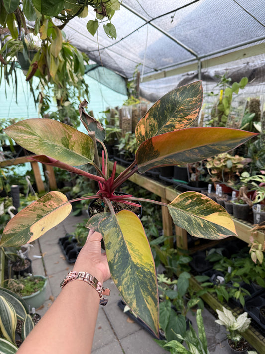 Philodendron Red Congo Variegated #2