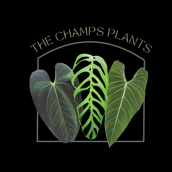 The Champs Plants